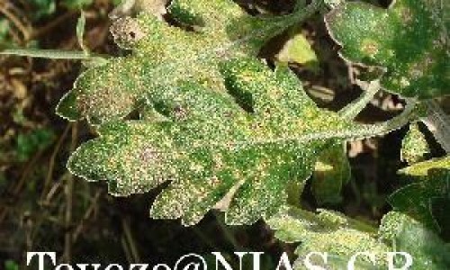 尿路感染打针期间可以查白带跟尿吗网- 尿路感染打完针几天好知识,分享尿路感染打了点滴还有尿意正常吗